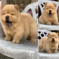 CHOW CHOW PUPPIES FOR SALE MANILA 09457024296
