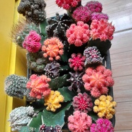 Colorful Moon cactus
