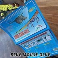 Sticky Mouse Trap