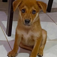 Belgian x Labrador