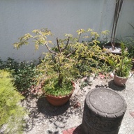 Bonsai sampaloc