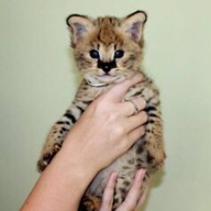 Savannah kittens serval and caracal 4 weeks old......viber me on:;+639301630342