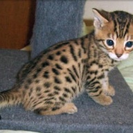 I have silver full Bengal kittens for sale, viber me on:;+639301630342