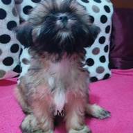 Quality Shih Tzu Puppies