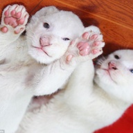 White Lion Cubs for sale