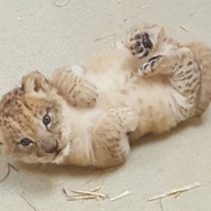 Brown Lion Cubs For Sale