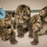 Male and female Cougar cub for sale