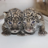 Male And Female Leopard and Jaguar Cubs for sale