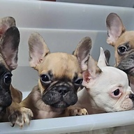 French Bulldogs Puppies$