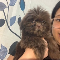 Pure shih Tzu dark choco liver line,liver nose
