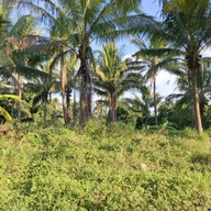 1 HECTARE FARM LOT FOR SALE