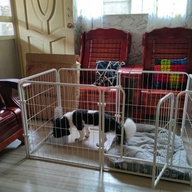 Pet play pen/fence