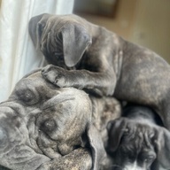Purebred Cane Corso puppies ....viber :+639463422605)