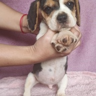 Beagle Puppies