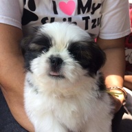 Shihtzu